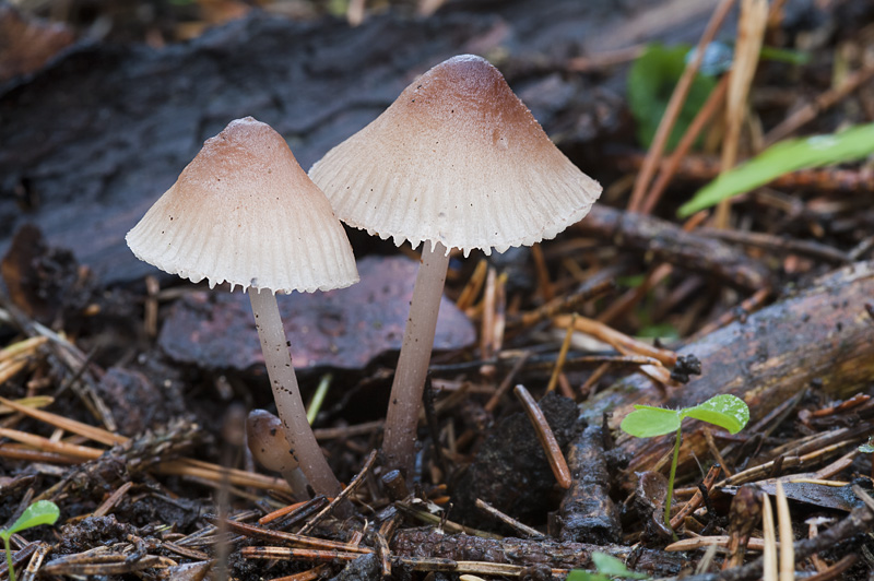 Mycena zephirus